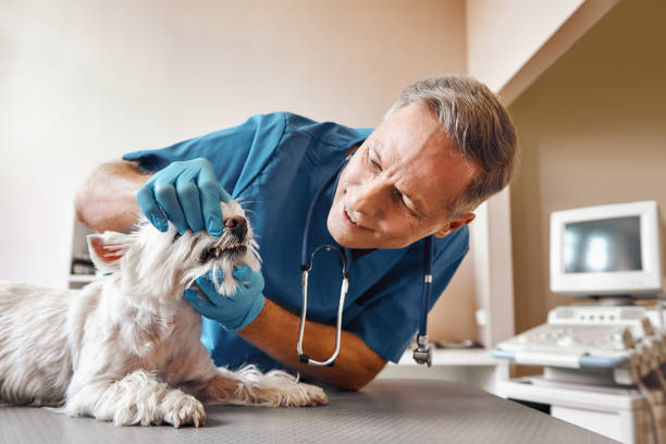  Seven Points, TX Emergency Dentist Pros